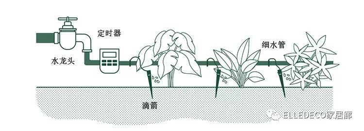 有什么好看的网红植物推荐,这三种网红植物家中必备你养了吗