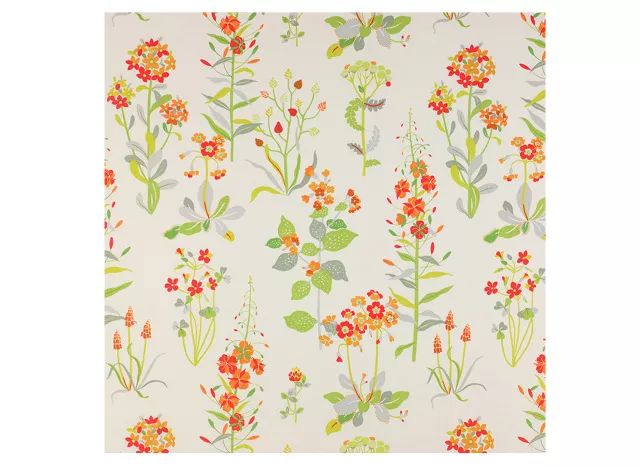 有什么好看的网红植物推荐,这三种网红植物家中必备你养了吗