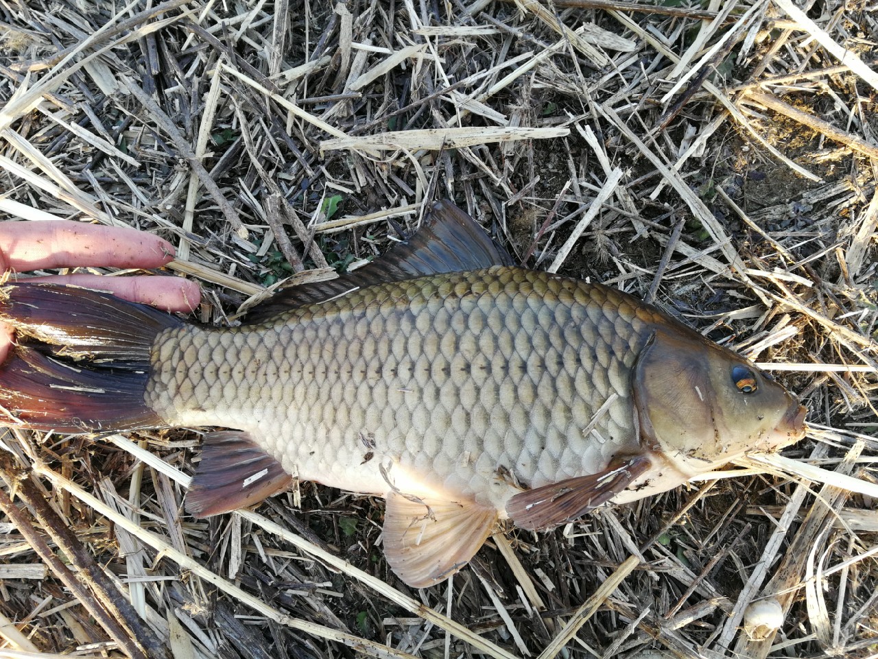 冬季钓鱼窝料配方最新秘方,野钓窝料秘方大揭秘大板鲫的克星