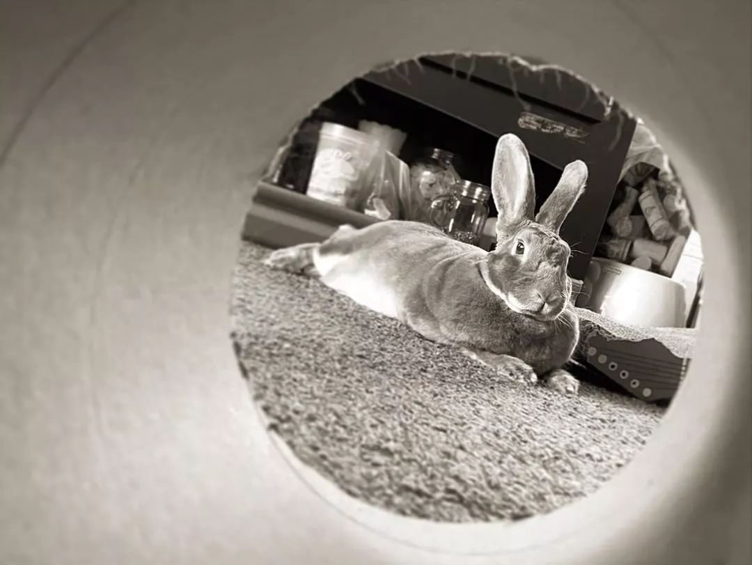 室内简单游戏大全幼儿园,室内游戏目标及玩法