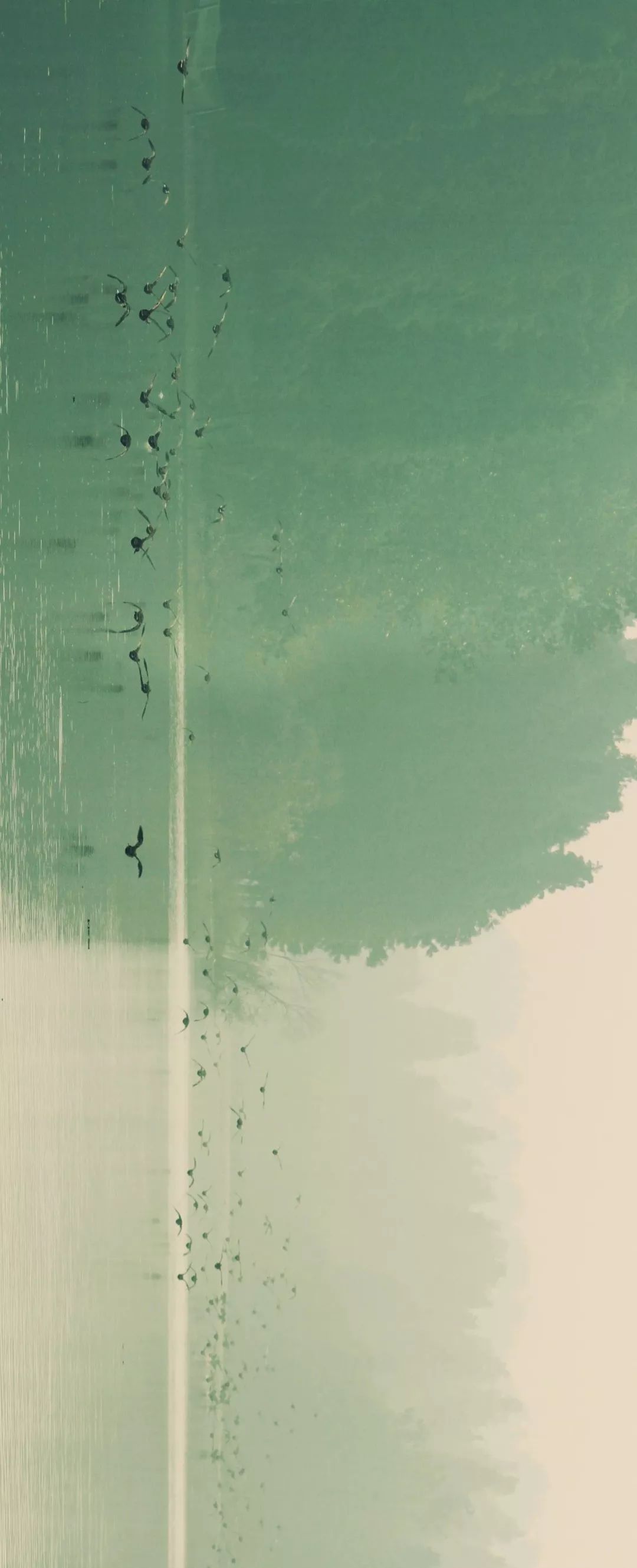 咸鸭蛋高邮为什么好,少盐咸鸭蛋高邮