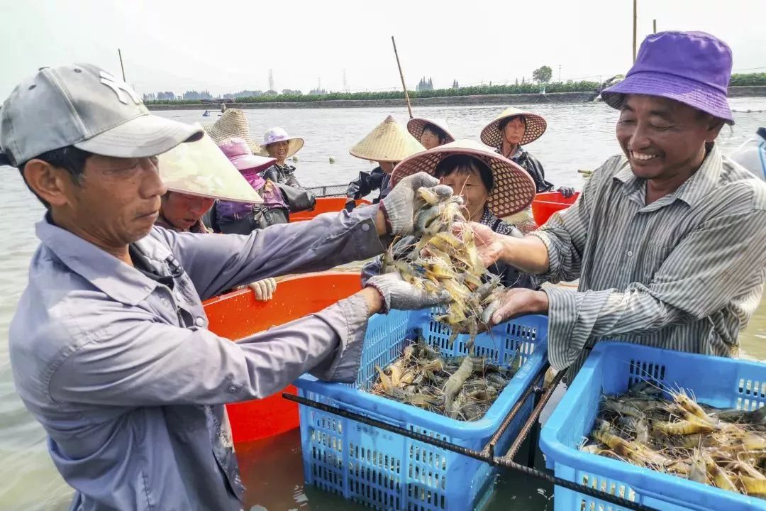 咸鸭蛋高邮为什么好,少盐咸鸭蛋高邮