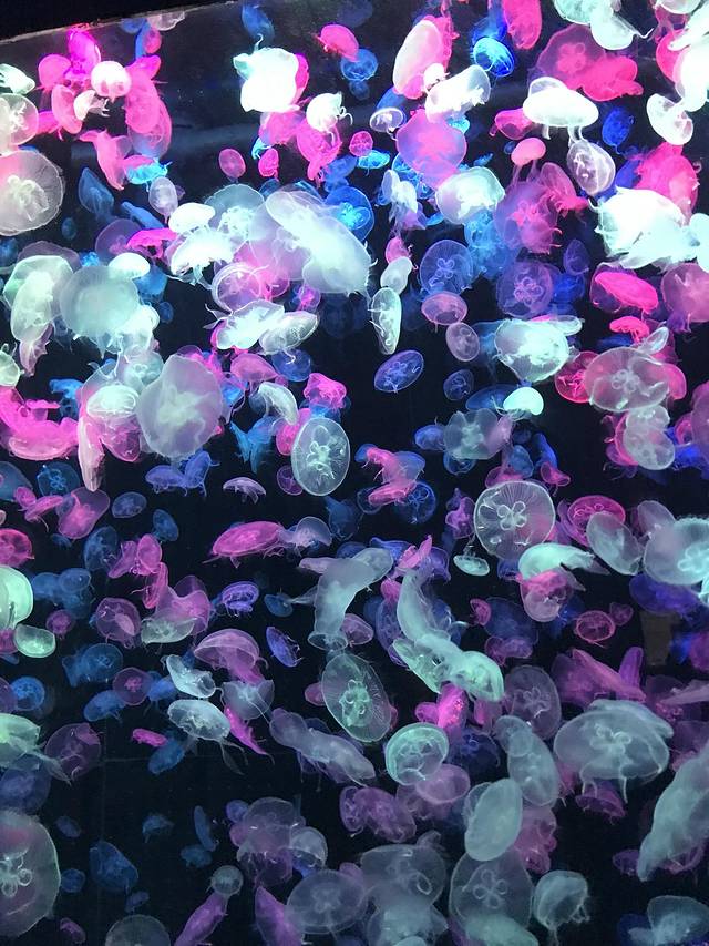 珠海长隆澳门2日游旅游团,澳门长隆住宿推荐