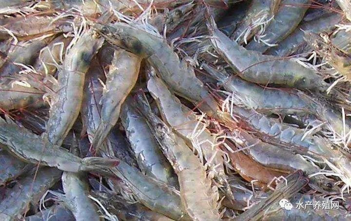 报复性消费对虾,对虾价格下降