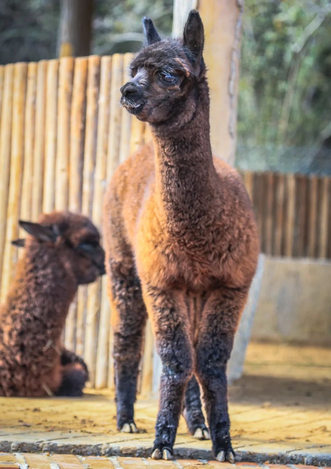 给小巧可爱宠物起名字大全,爸爸给萌娃起名字大全可爱的