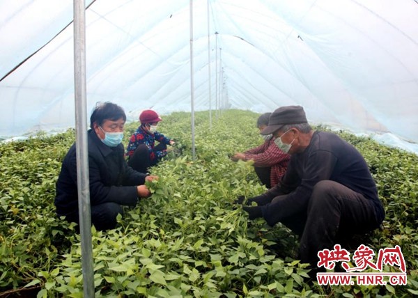 河南鹿邑：“红薯大王”丁超灵的致富经