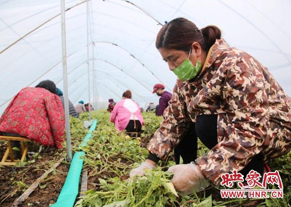 河南鹿邑：“红薯大王”丁超灵的致富经