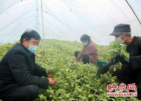 河南鹿邑：“红薯大王”丁超灵的致富经