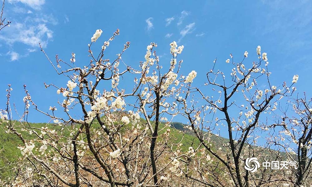 攀枝花樱桃花,攀枝花中坝玛瑙红樱桃