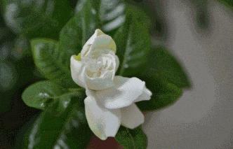 寻香|五彩斑斓的黑算什么，来见识一下五光十色的白