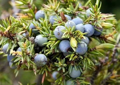 寻香|五彩斑斓的黑算什么，来见识一下五光十色的白