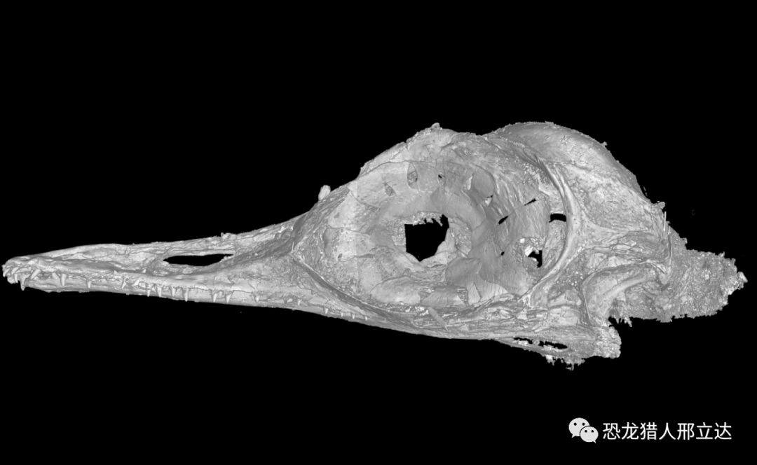 世界上最小的恐龙蛋,世界上最小的恐龙化石