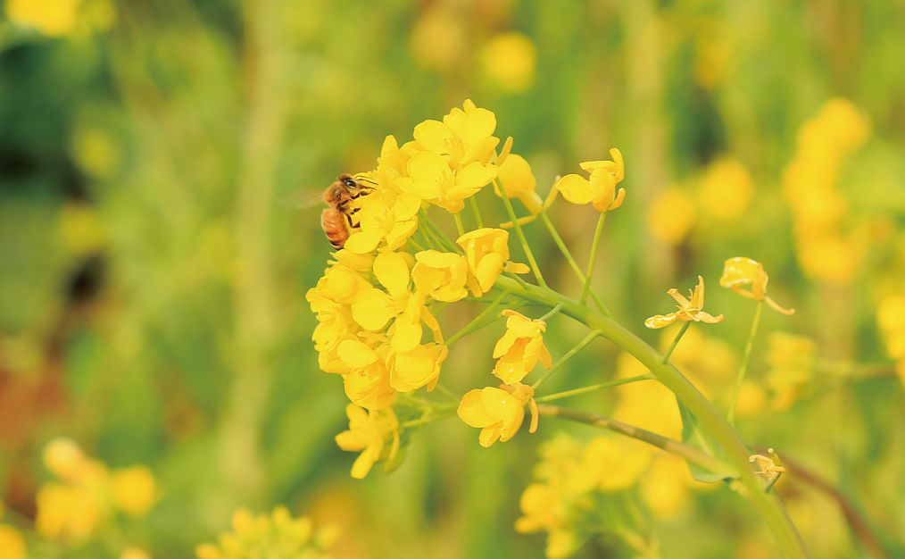 10首春天的诗带你游览大好春光,春天适合踏青的诗句