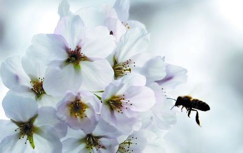 10首春天的诗带你游览大好春光,春天适合踏青的诗句