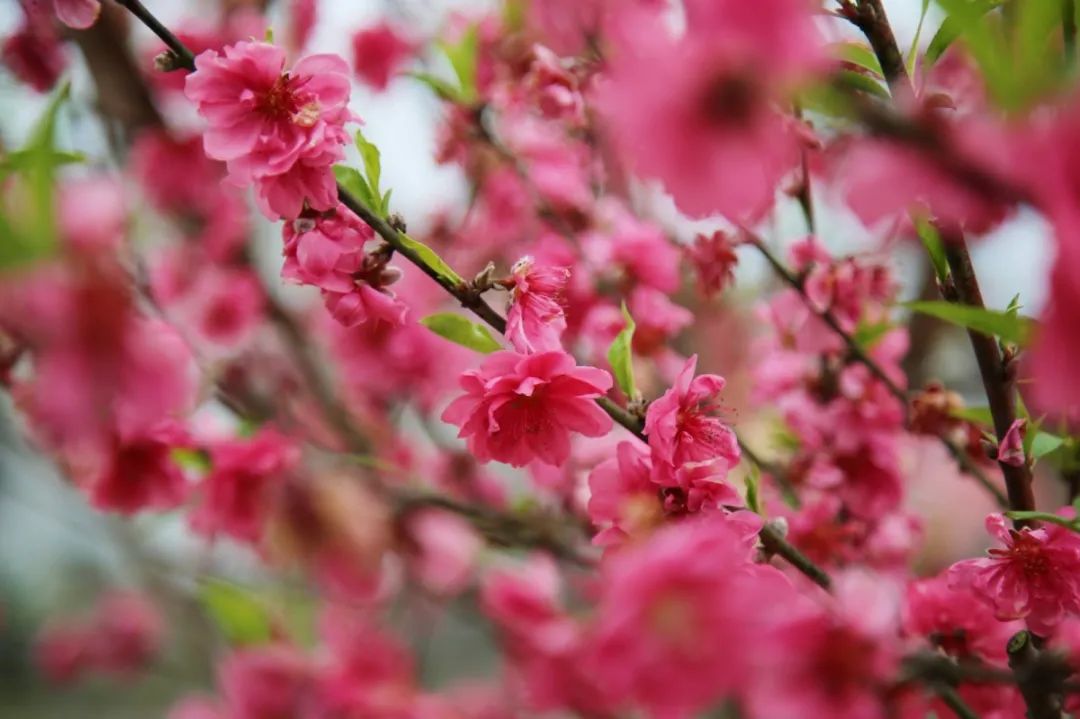 打卡好西乡！桃花胜*光春**，佳人已成双