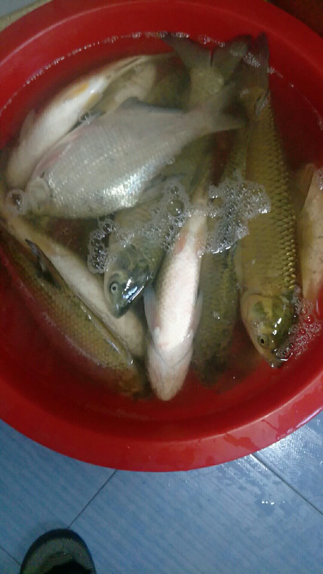 鲫鱼窝料最实用的一款,鲫鱼窝料自制配方全套卖