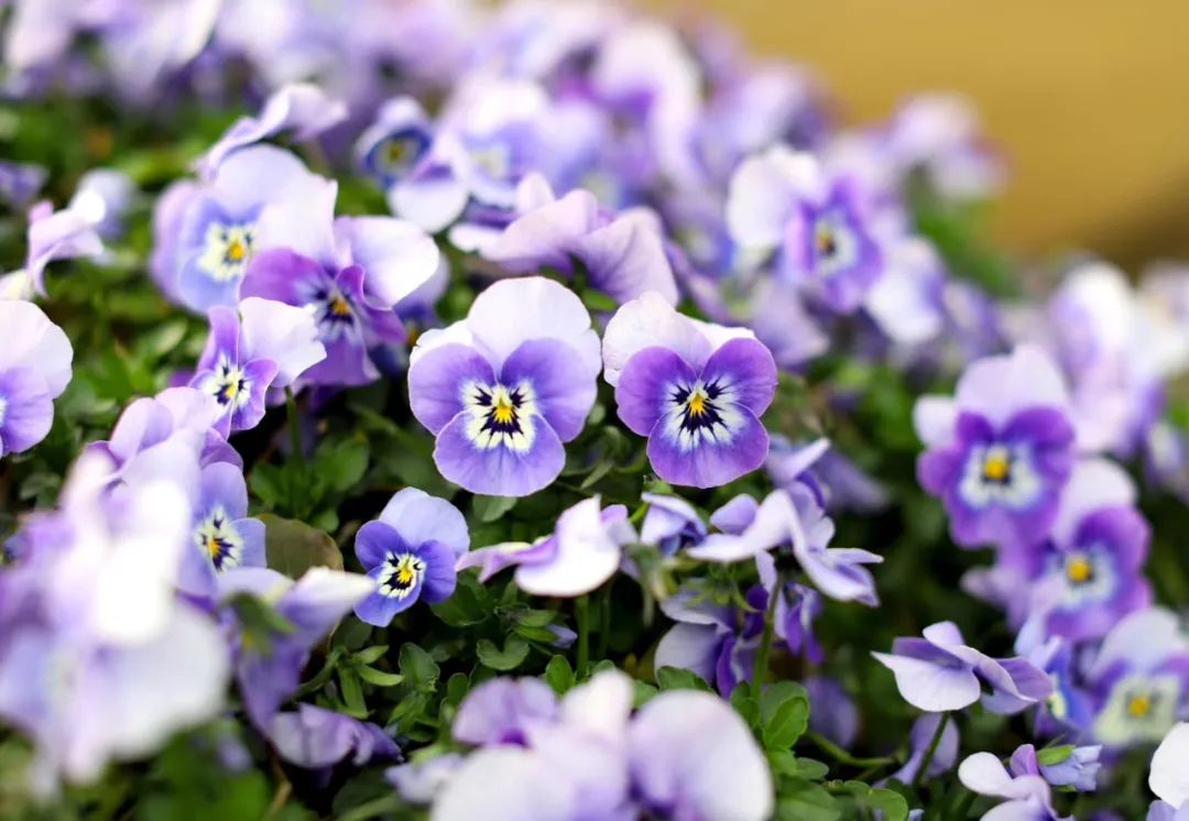 春天真是美不胜收,诗词里的春天美醉了