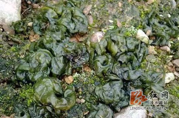 家乡特点雷公菌,永州雷公菌图片