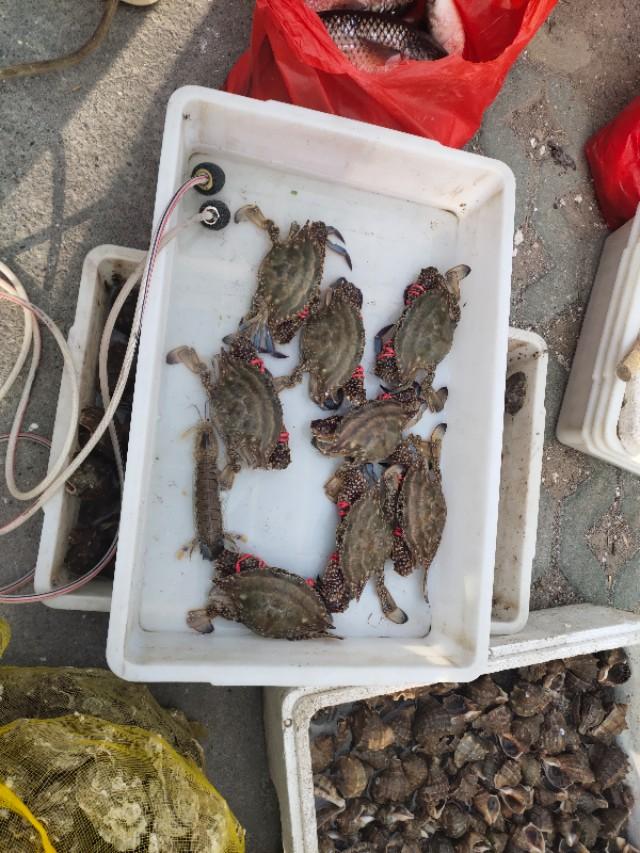 青岛海泊桥海鲜市场梭子蟹,青岛团岛海鲜市场螃蟹价格