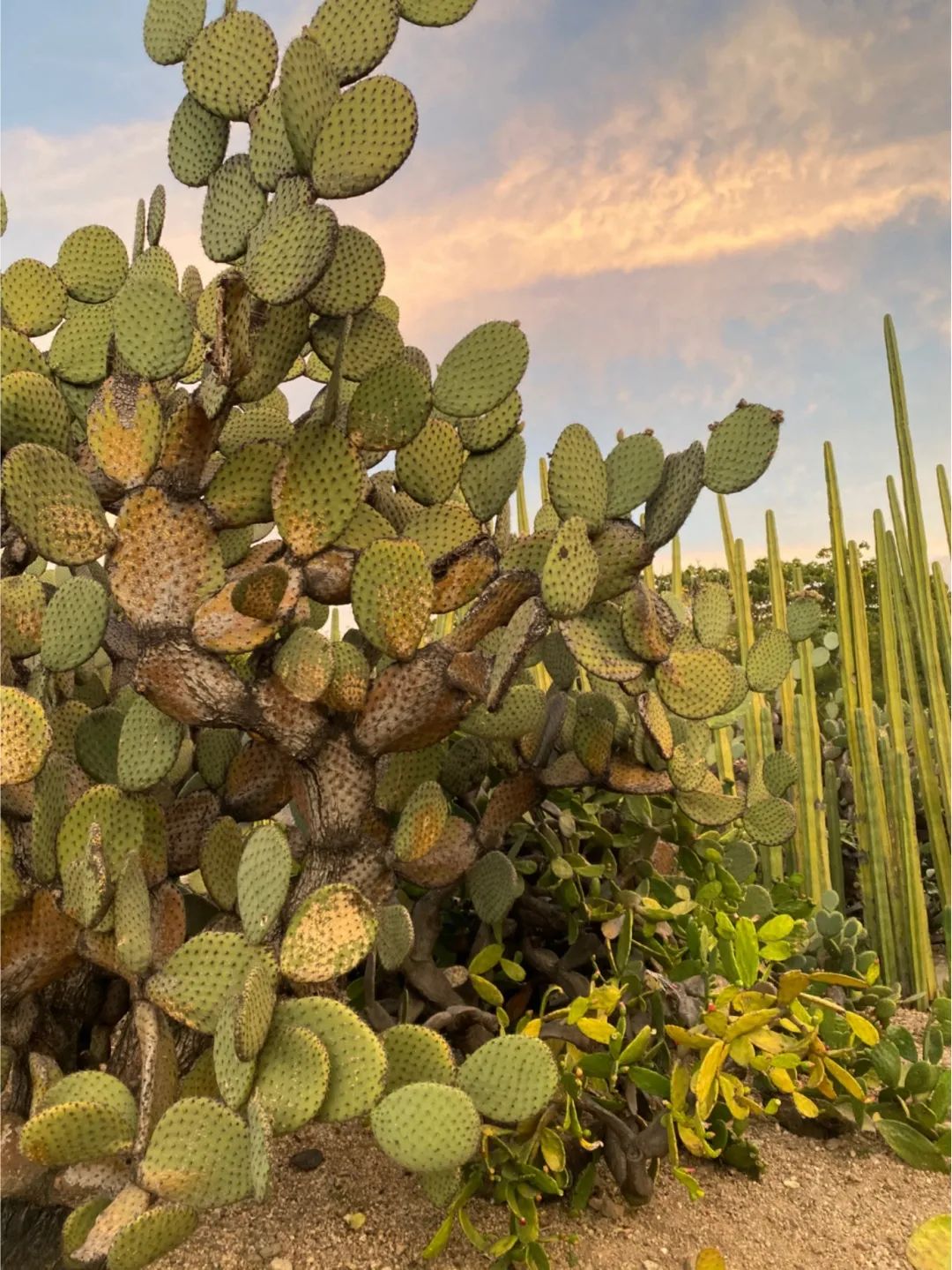 无为而为的浪漫，不得不去的墨西哥在召唤