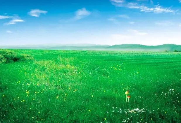 白居易10首经典诗草,白居易的诗草的典故