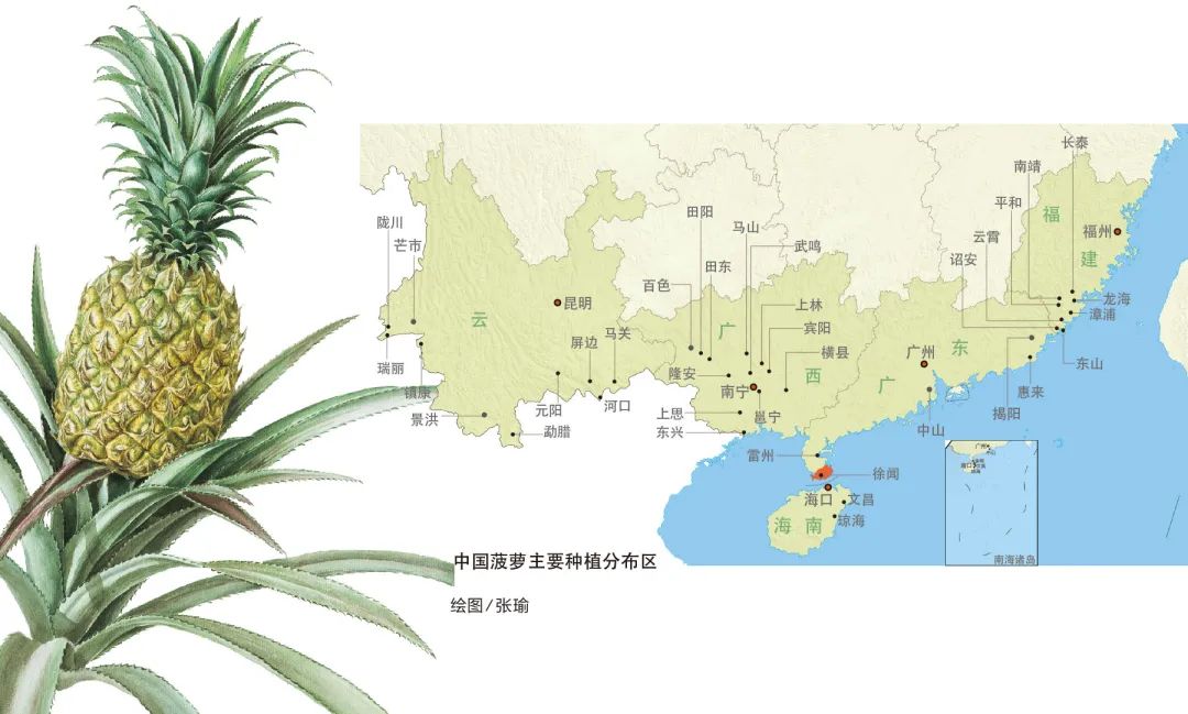 中国菠萝第一镇在哪里,波罗的海在中国哪个省