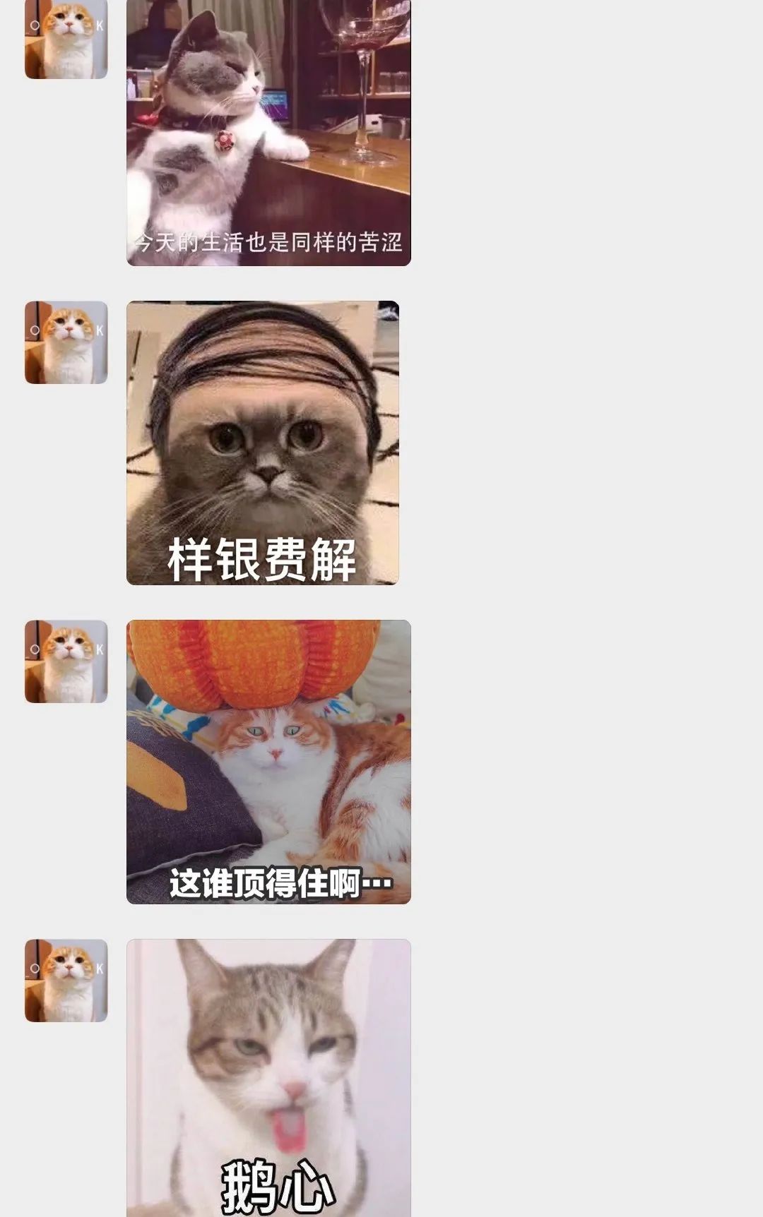 猫是当代年轻人的精神寄托,为什么说猫是最完美的猎手
