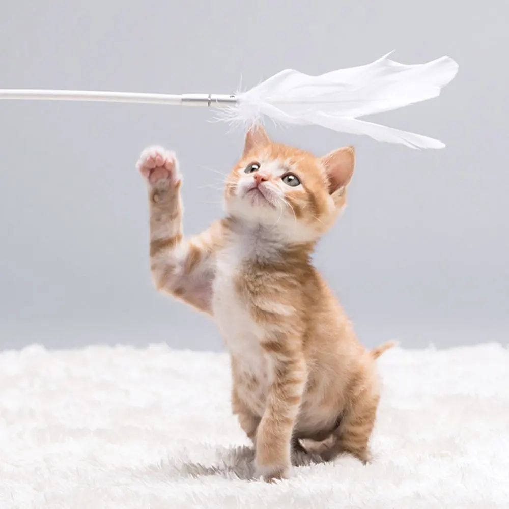 猫是当代年轻人的精神寄托,为什么说猫是最完美的猎手