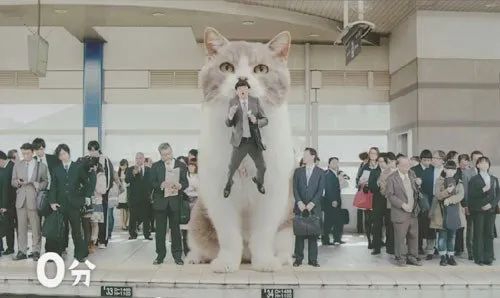 猫是当代年轻人的精神寄托,为什么说猫是最完美的猎手