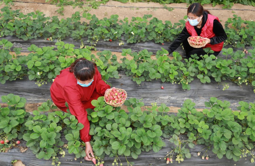 农业农村部最新发布产业扶贫典型,驻村工作队产业扶贫助推脱贫攻坚