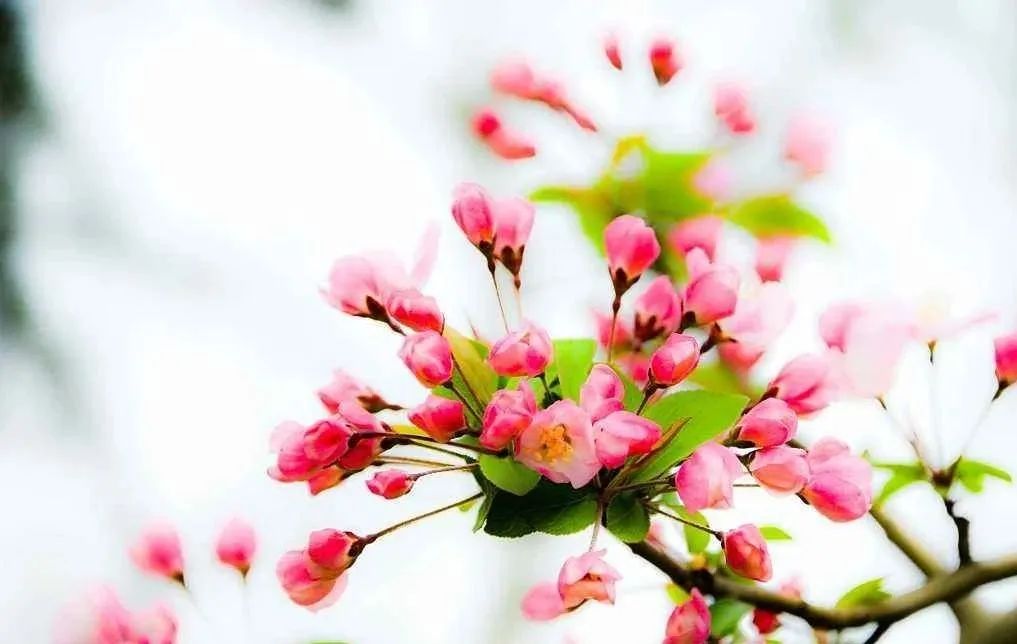 十首最美咏春诗词,咏春诗欣赏