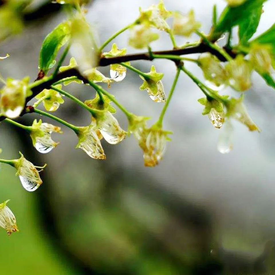 十首最美咏春诗词,咏春诗欣赏