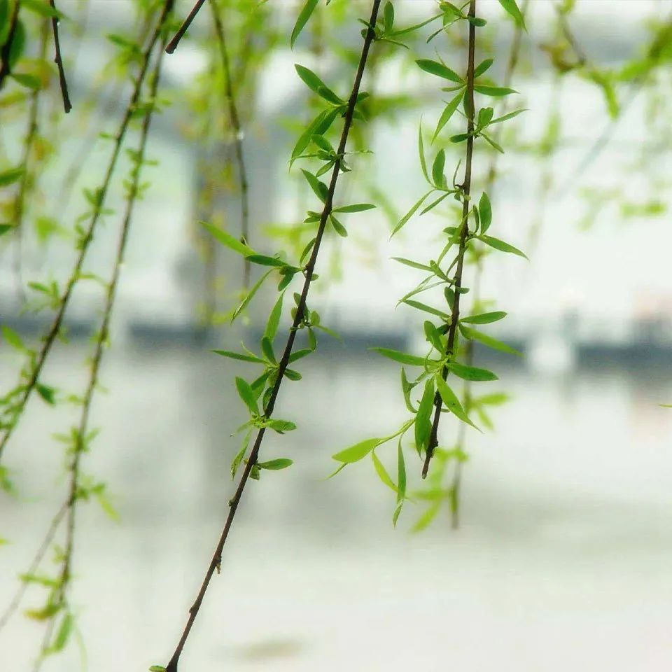 十首最美咏春诗词,咏春诗欣赏