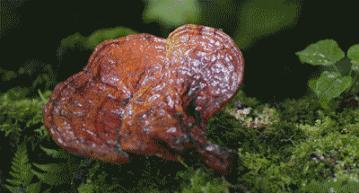 不起眼的乳膏有哪些,药店有一种不起眼的乳膏