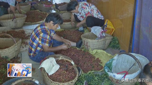 华州区大明镇花椒产业,花椒产业带动脱贫致富
