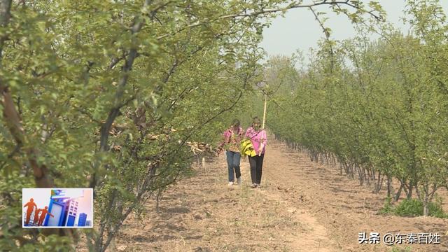 华州区大明镇花椒产业,花椒产业带动脱贫致富