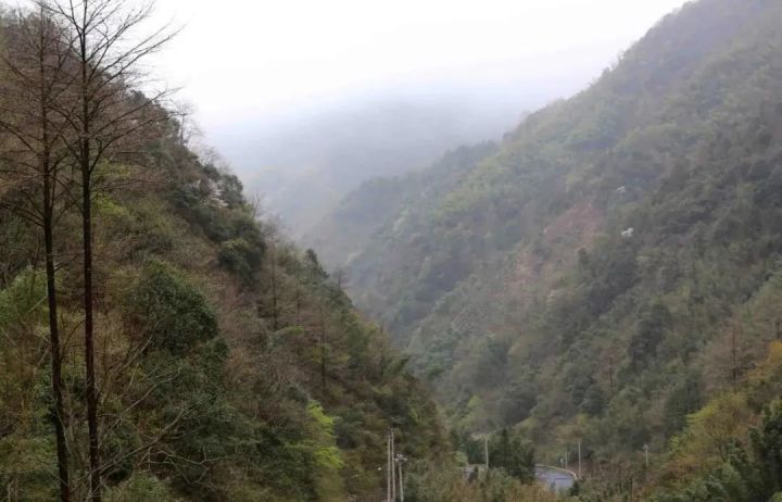 好茶不怕晚，好茶很好喝……今年不容易，好茶还不贵！“特惠版”东坑“雨前茶”今天上线