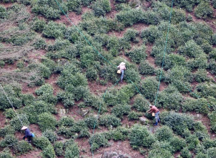 好茶不怕晚，好茶很好喝……今年不容易，好茶还不贵！“特惠版”东坑“雨前茶”今天上线