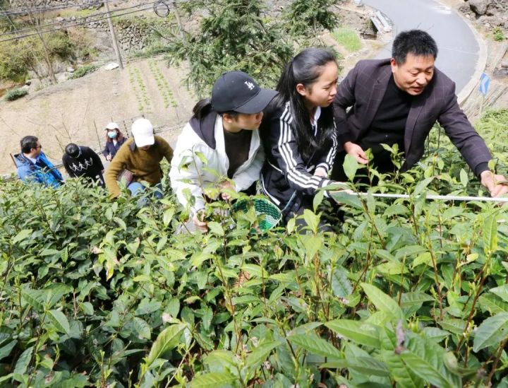 好茶不怕晚，好茶很好喝……今年不容易，好茶还不贵！“特惠版”东坑“雨前茶”今天上线