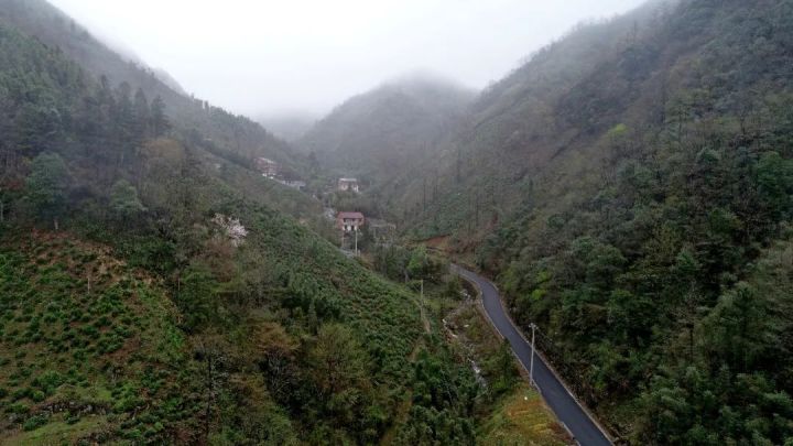 好茶不怕晚，好茶很好喝……今年不容易，好茶还不贵！“特惠版”东坑“雨前茶”今天上线