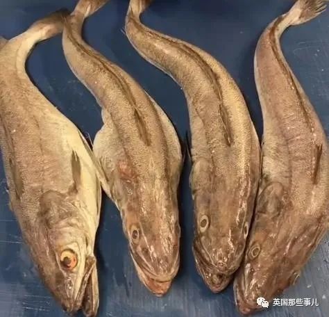 娣辨捣鎬奔缇庨,娣辨捣鎬奔鍒朵綔