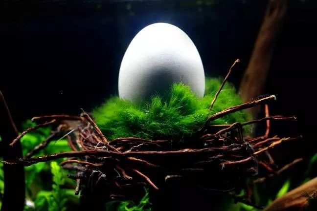 2020慈鲷筑巢大赛~非洲三湖沙雕艺术家的盛宴