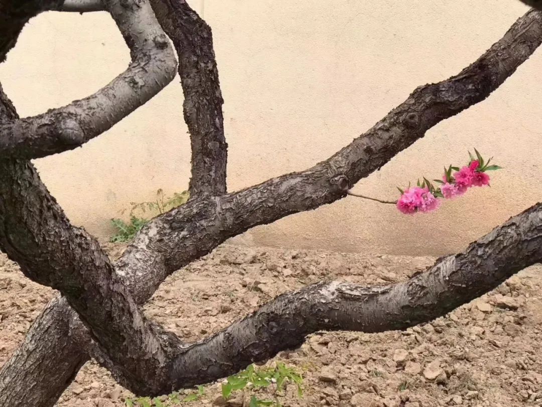 笔墨迎春花，57位画者为桃花“造像”