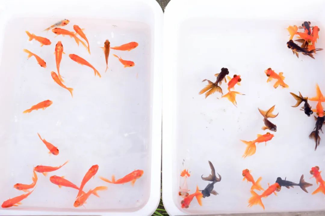 重庆最大的花市需要门票么,重庆最大的花市怎么走