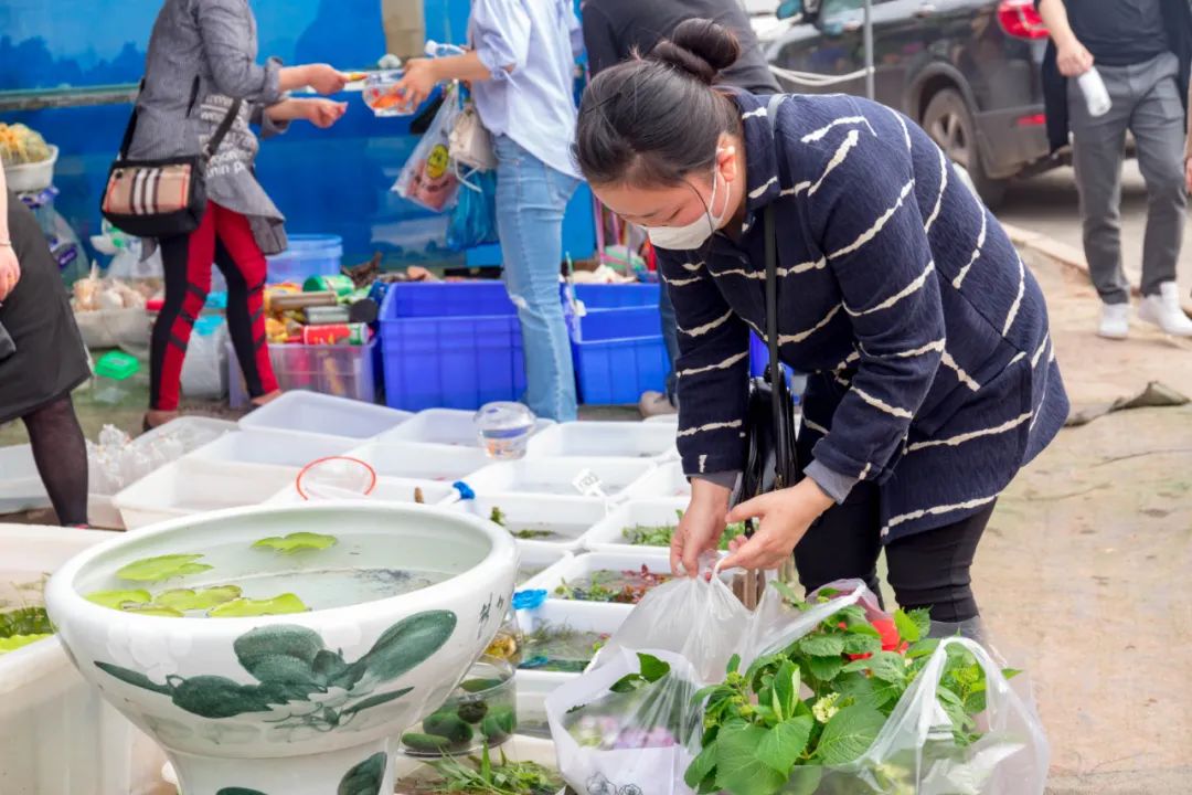 重庆最大的花市需要门票么,重庆最大的花市怎么走