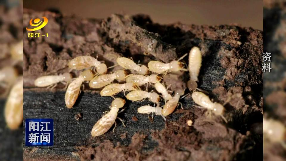 上海家白蚁活跃期是几月份,白蚁最好的防治方法