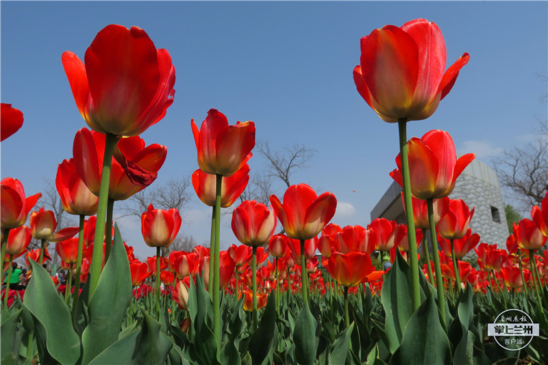 永靖刘家峡如意公园郁金香,永靖郁金香旅游景点图片
