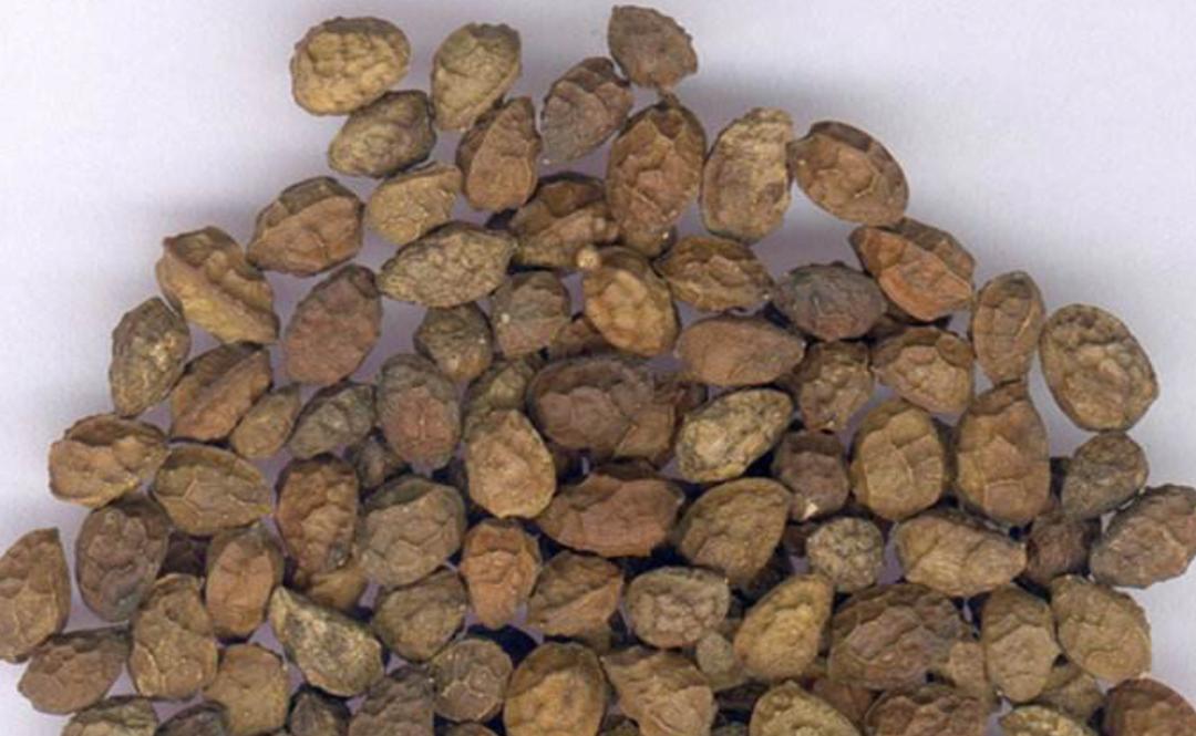 鸦胆子治鸡眼的使用后多久换一次,中药大典鸦胆子