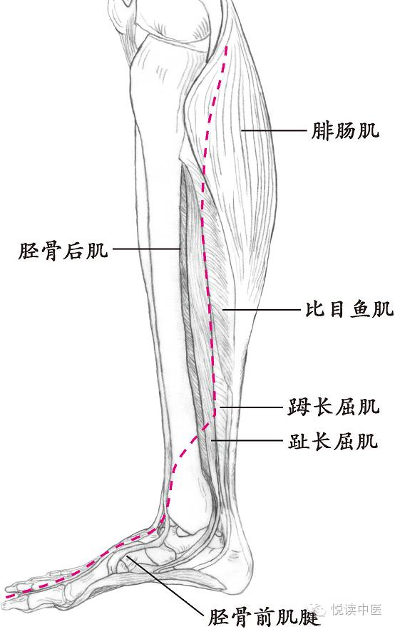 十四经络走向图高清,十四经络走向图