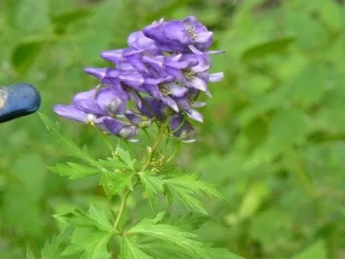路边常见的野菜野草功效,野草野菜过了春季还能吃吗